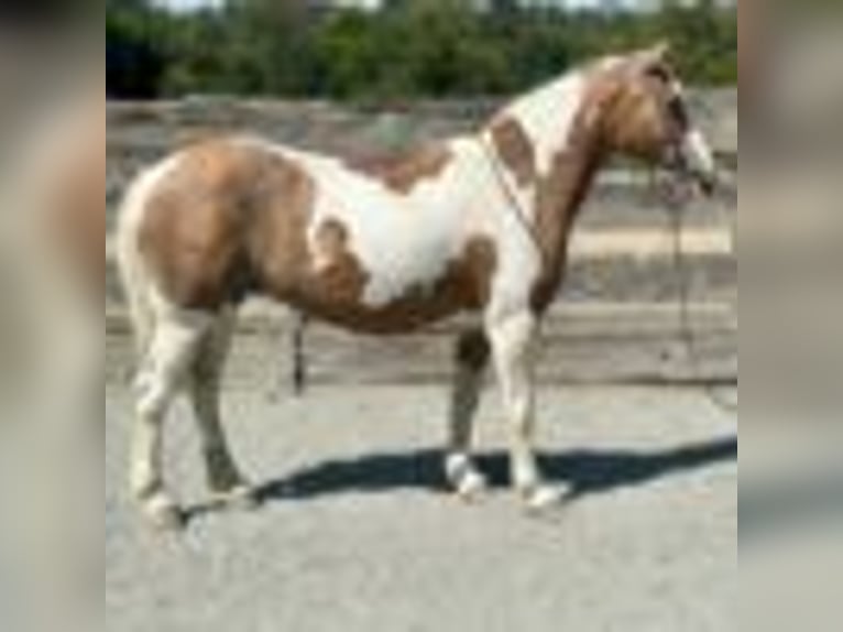 Paint Horse Wallach 12 Jahre 142 cm Tobiano-alle-Farben in Bitterwater CA