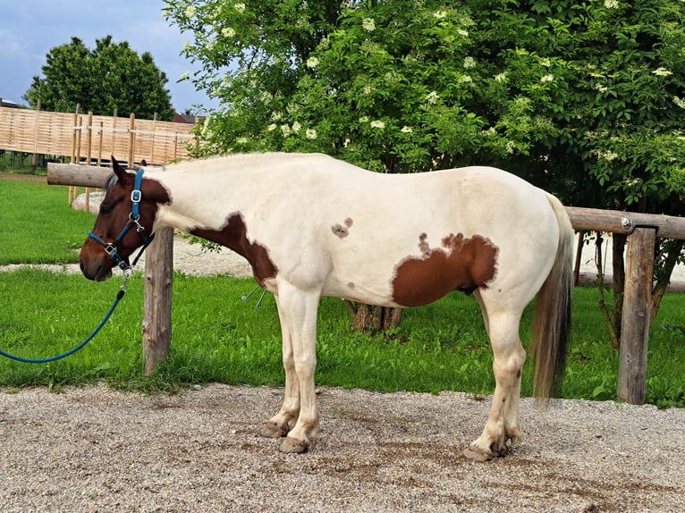 Paint Horse Wallach 12 Jahre 146 cm Tobiano-alle-Farben in Schiltern