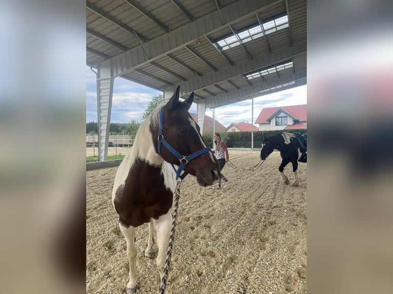 Paint Horse Wallach 12 Jahre 146 cm Tobiano-alle-Farben in Schiltern