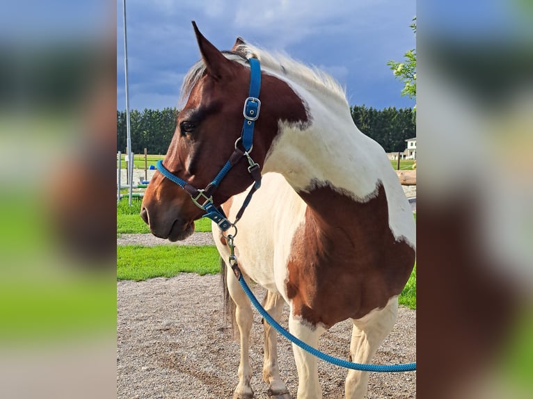 Paint Horse Wallach 12 Jahre 146 cm Tobiano-alle-Farben in Schiltern