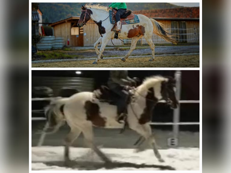 Paint Horse Wallach 12 Jahre 146 cm Tobiano-alle-Farben in Schiltern
