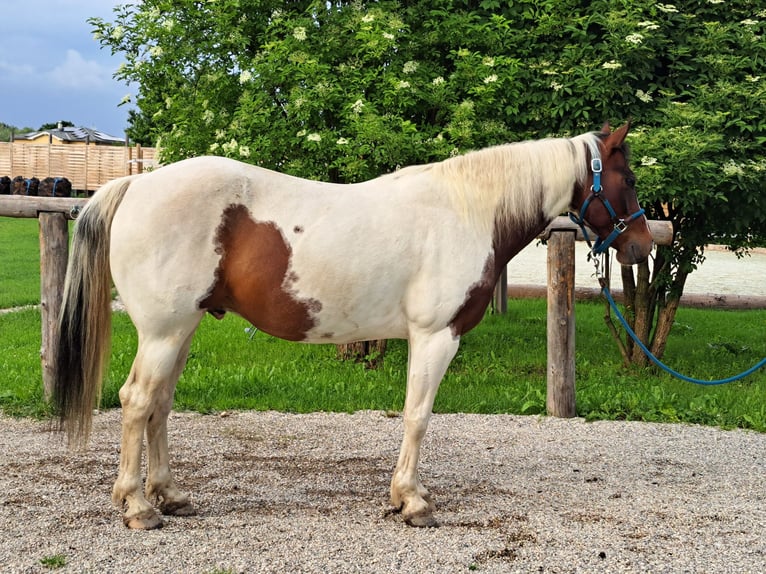 Paint Horse Wallach 12 Jahre 146 cm Tobiano-alle-Farben in Schiltern