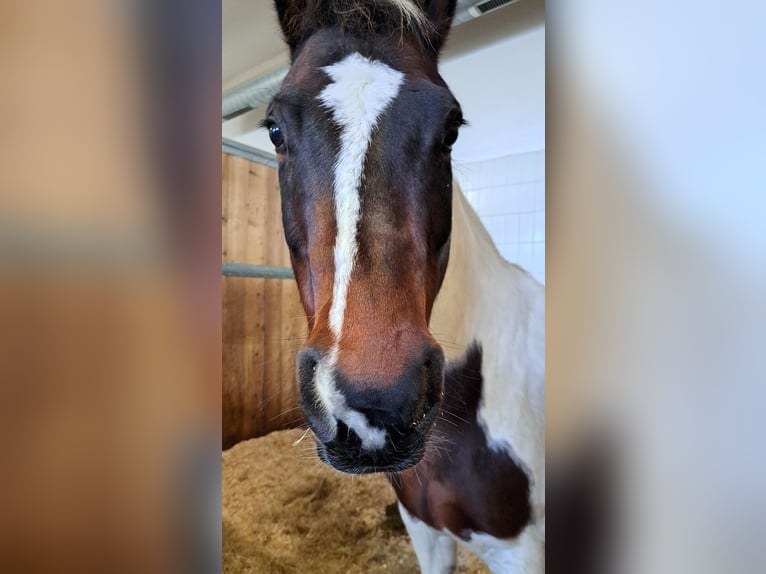 Paint Horse Wallach 12 Jahre 146 cm Tobiano-alle-Farben in Schiltern