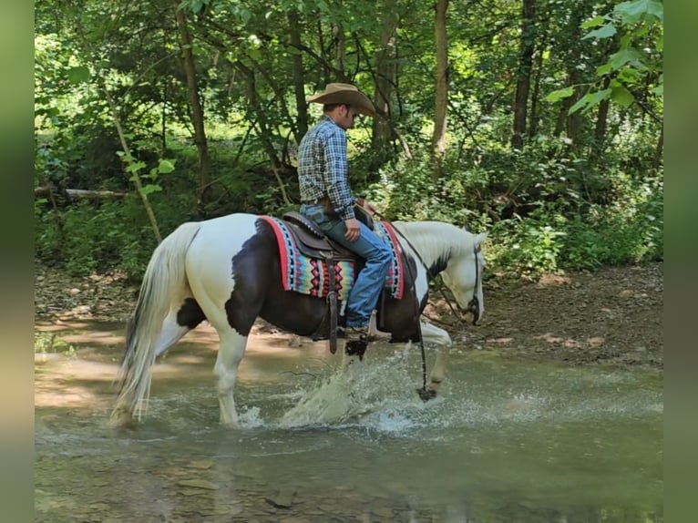 Paint Horse Wallach 12 Jahre 147 cm in Robards, KY