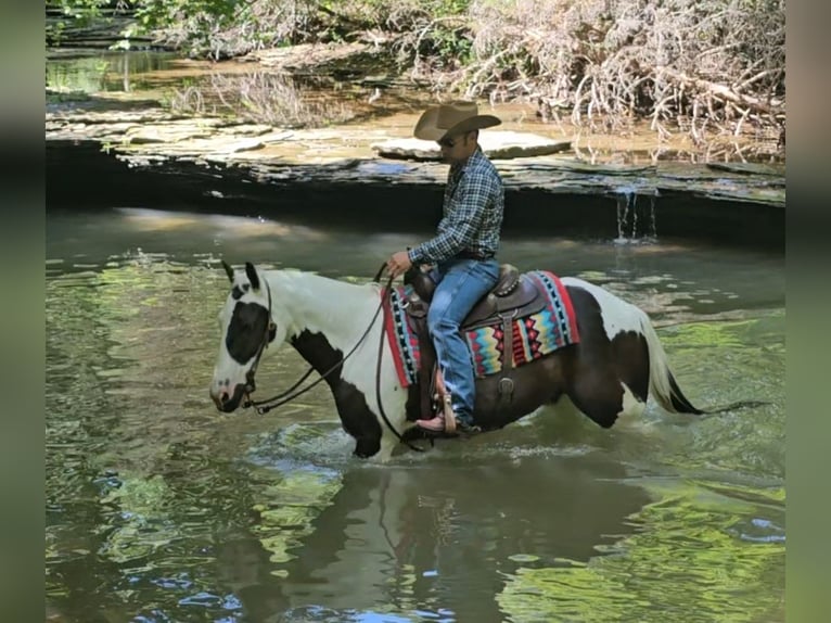 Paint Horse Wallach 12 Jahre 147 cm in Robards, KY