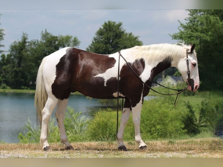 Paint Horse Wallach 12 Jahre 147 cm in Robards, KY