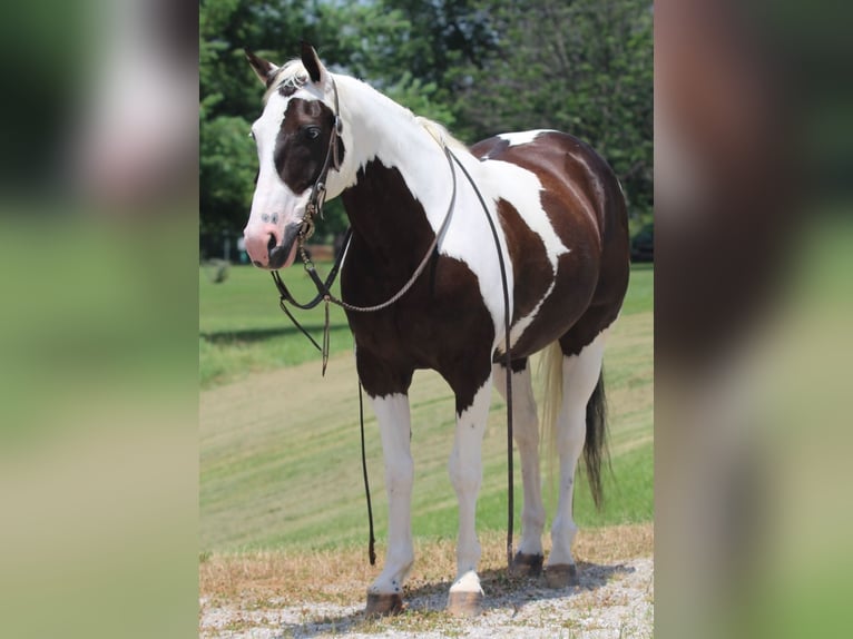 Paint Horse Wallach 12 Jahre 147 cm in Robards, KY