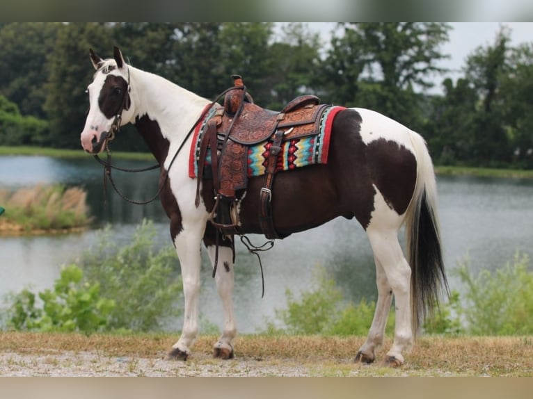 Paint Horse Wallach 12 Jahre 147 cm in Robards, KY