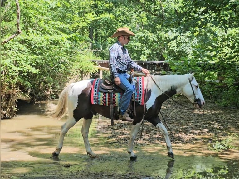 Paint Horse Wallach 12 Jahre 147 cm in Robards, KY