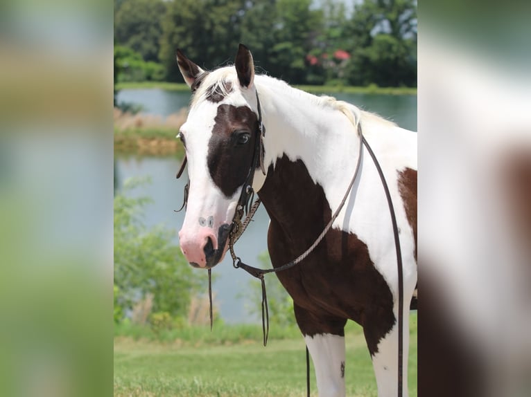 Paint Horse Wallach 12 Jahre 147 cm in Robards, KY