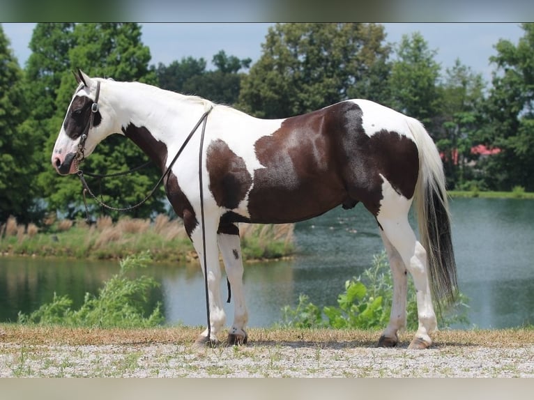 Paint Horse Wallach 12 Jahre 147 cm in Robards, KY