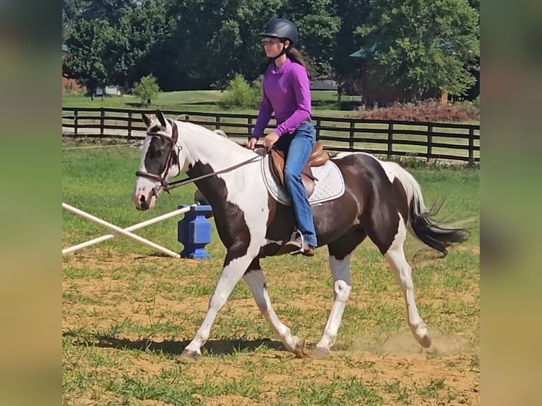 Paint Horse Wallach 12 Jahre 147 cm in Robards, KY