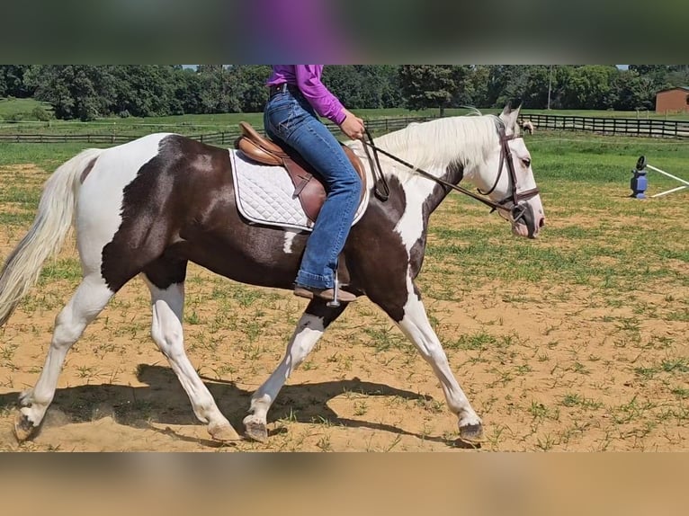 Paint Horse Wallach 12 Jahre 147 cm in Robards, KY