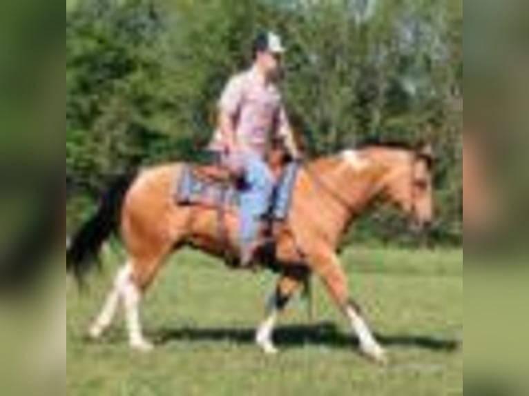 Paint Horse Wallach 12 Jahre 150 cm Buckskin in Mount Vernon, KY