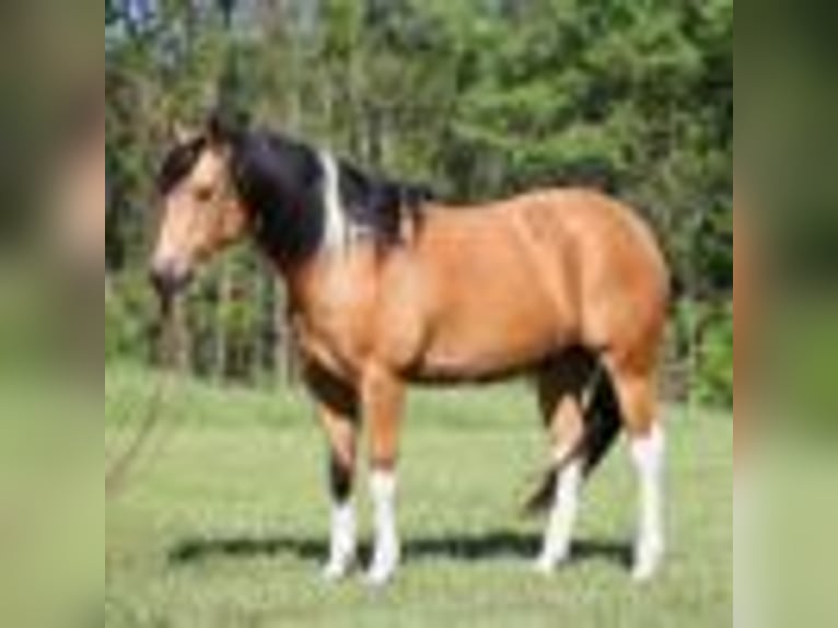 Paint Horse Wallach 12 Jahre 150 cm Buckskin in Mount Vernon, KY