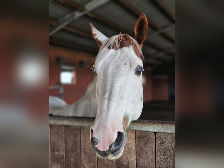 Paint Horse Wallach 12 Jahre 152 cm Schecke in Haltern am See