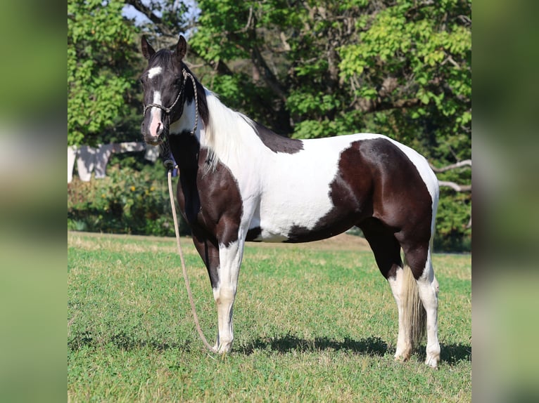 Paint Horse Wallach 12 Jahre 152 cm Schecke in Morgantown