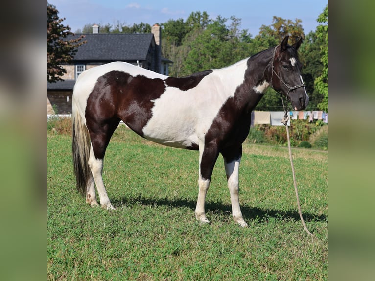 Paint Horse Wallach 12 Jahre 152 cm Schecke in Morgantown