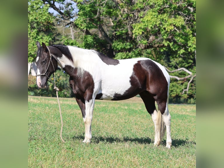 Paint Horse Wallach 12 Jahre 152 cm Schecke in Morgantown