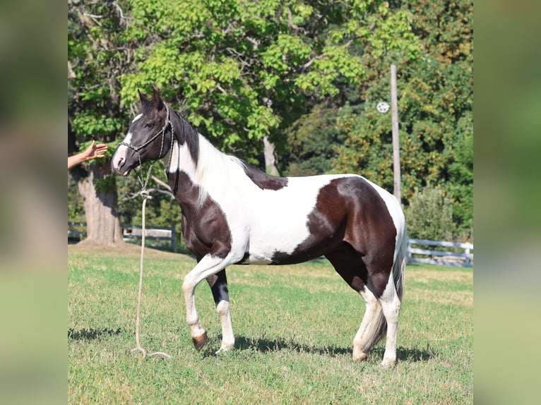 Paint Horse Wallach 12 Jahre 152 cm Schecke in Morgantown