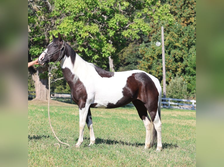 Paint Horse Wallach 12 Jahre 152 cm Schecke in Morgantown