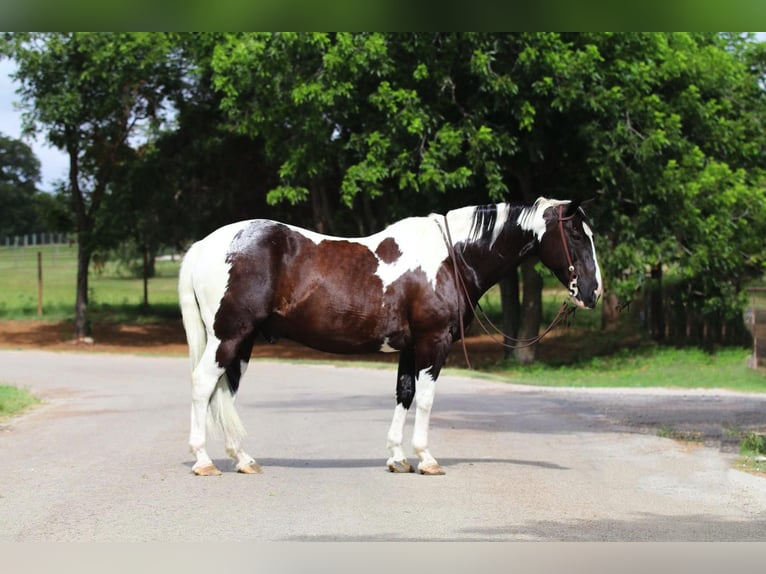 Paint Horse Wallach 12 Jahre 152 cm Tobiano-alle-Farben in Cleburne TX