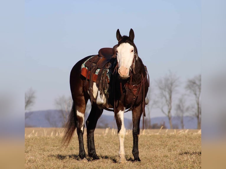 Paint Horse Wallach 12 Jahre 155 cm Overo-alle-Farben in Rebersburg, PA