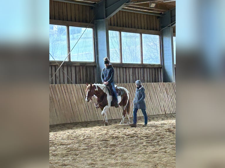 Paint Horse Wallach 12 Jahre 155 cm Schecke in Dietersburg