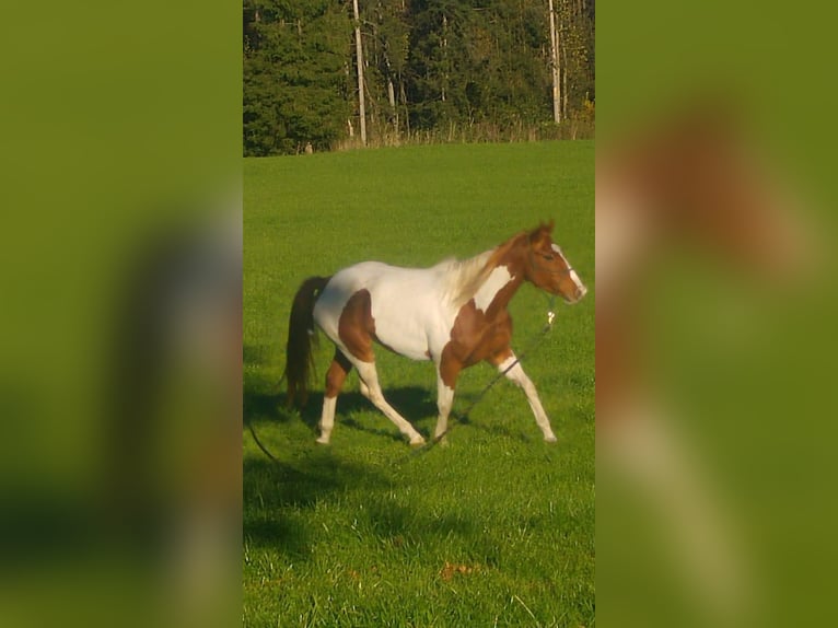 Paint Horse Wallach 12 Jahre 155 cm Schecke in Peterskirchen