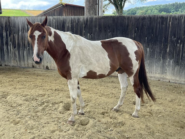 Paint Horse Wallach 12 Jahre 155 cm Schecke in Peterskirchen