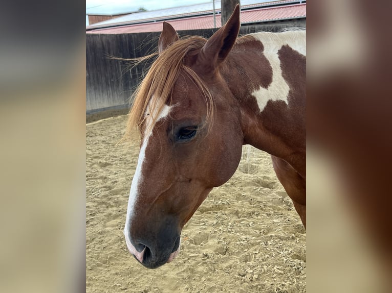 Paint Horse Wallach 12 Jahre 155 cm Schecke in Peterskirchen
