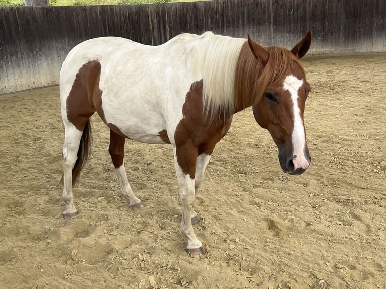 Paint Horse Wallach 12 Jahre 155 cm Schecke in Peterskirchen