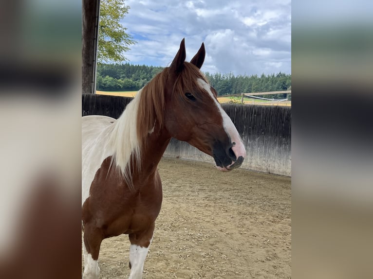 Paint Horse Wallach 12 Jahre 155 cm Schecke in Peterskirchen