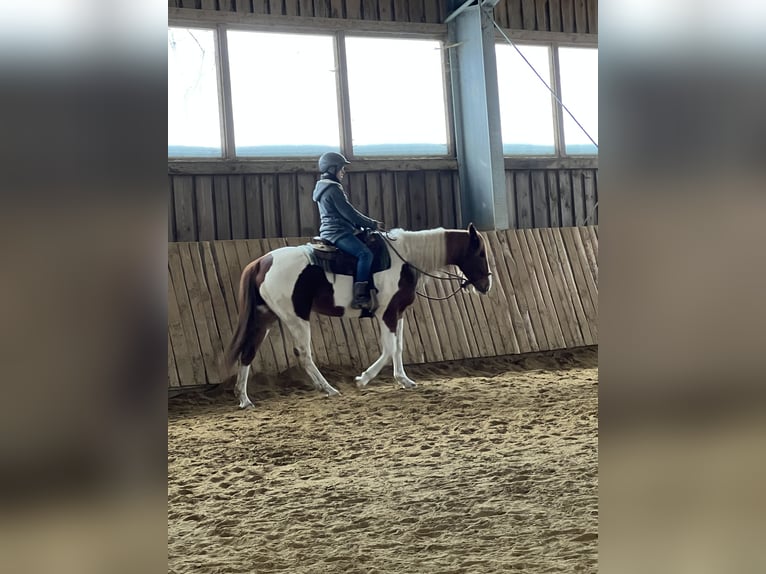 Paint Horse Wallach 12 Jahre 155 cm Schecke in Peterskirchen