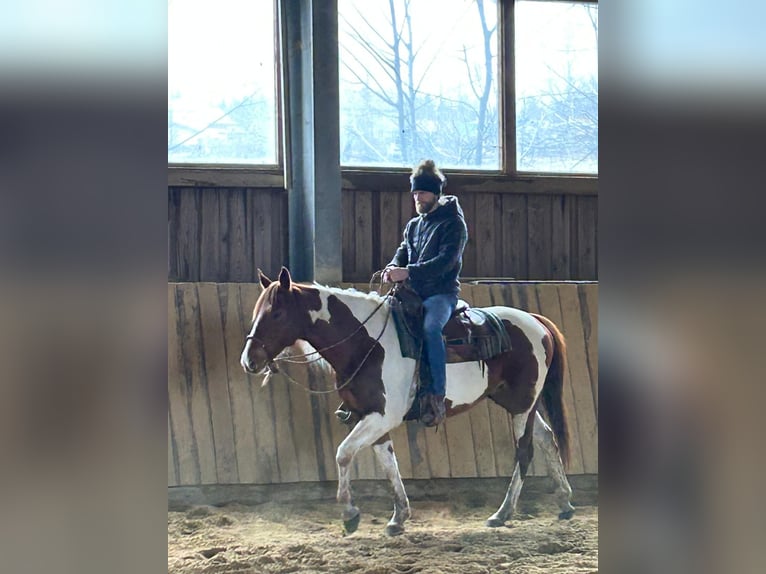 Paint Horse Wallach 12 Jahre 155 cm Schecke in Peterskirchen