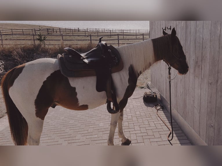 Paint Horse Wallach 12 Jahre 155 cm Schecke in Peterskirchen