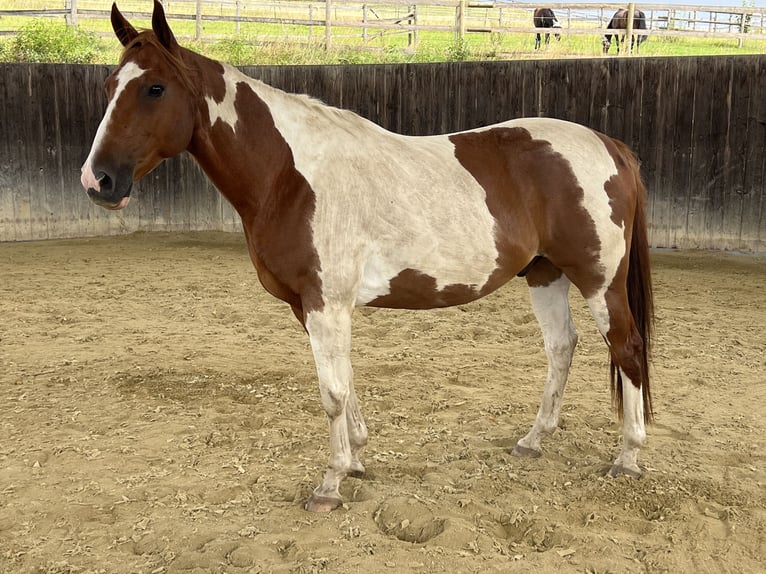 Paint Horse Wallach 12 Jahre 155 cm Schecke in Peterskirchen