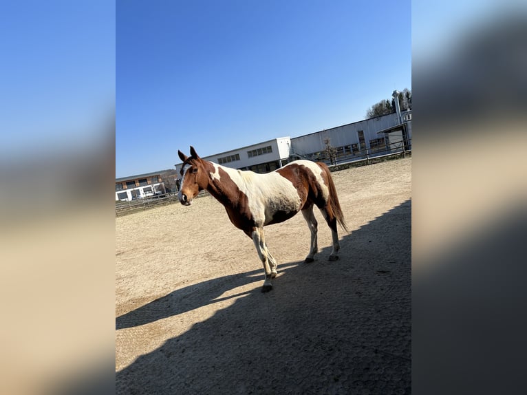 Paint Horse Wallach 12 Jahre 155 cm Schecke in Peterskirchen