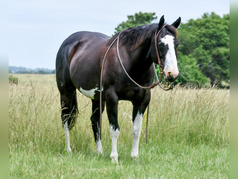Paint Horse Wallach 12 Jahre 157 cm Rappe in Halfway, MO