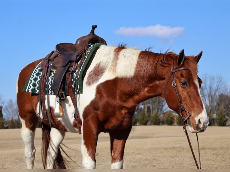 Paint Horse Wallach 12 Jahre 157 cm Tobiano-alle-Farben in Westminster, MD