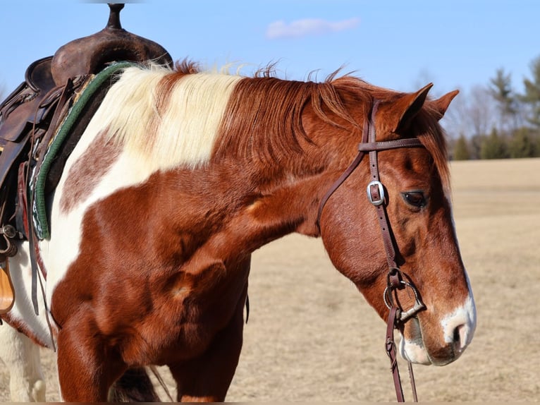 Paint Horse Wallach 12 Jahre 157 cm Tobiano-alle-Farben in Westminster, MD