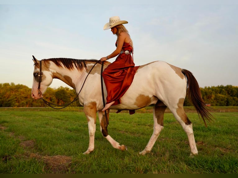 Paint Horse Wallach 12 Jahre 157 cm in Valley Springs, SD