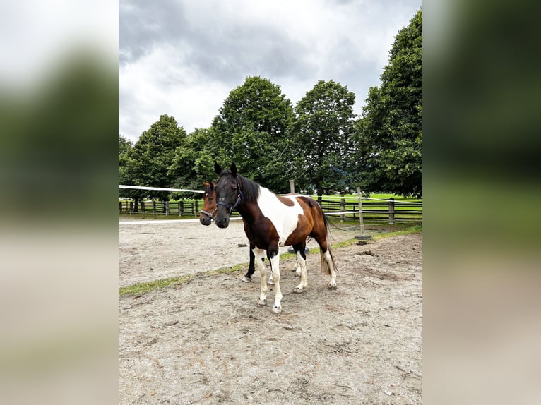 Paint Horse Wallach 12 Jahre 158 cm Schecke in Reutte
