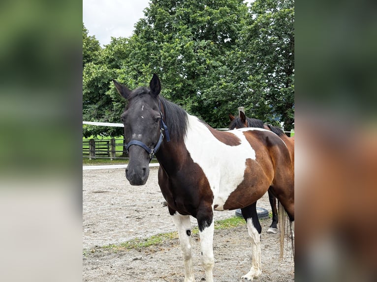 Paint Horse Wallach 12 Jahre 158 cm Schecke in Reutte