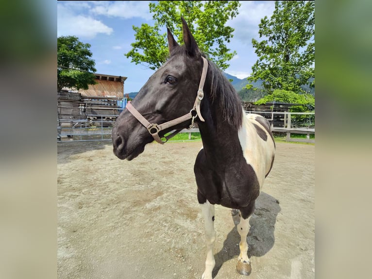 Paint Horse Wallach 12 Jahre 158 cm Schecke in Reutte