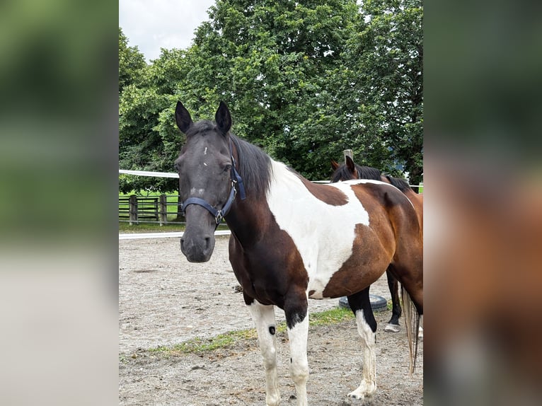 Paint Horse Wallach 12 Jahre 158 cm Schecke in Reutte