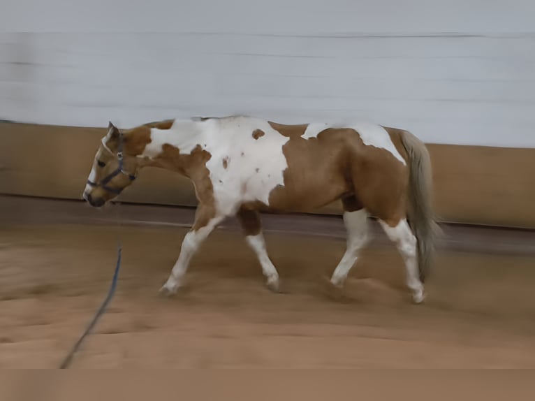 Paint Horse Wallach 12 Jahre 161 cm Tobiano-alle-Farben in Fichtelberg