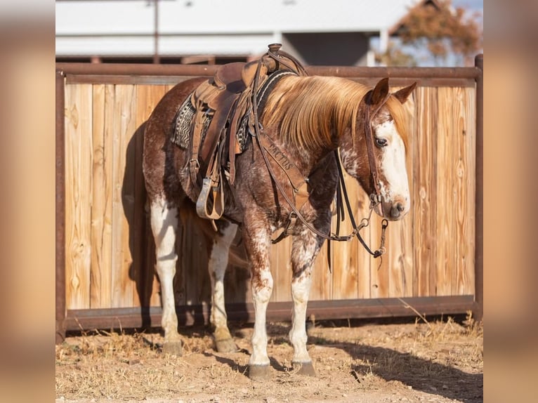Paint Horse Wallach 12 Jahre in Amarillo,TX