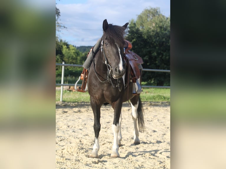 Paint Horse Mix Wallach 13 Jahre 135 cm Schecke in Neuwied