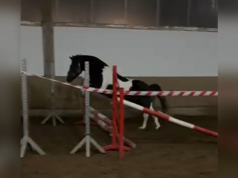 Paint Horse Mix Wallach 13 Jahre 135 cm Schecke in Neuwied